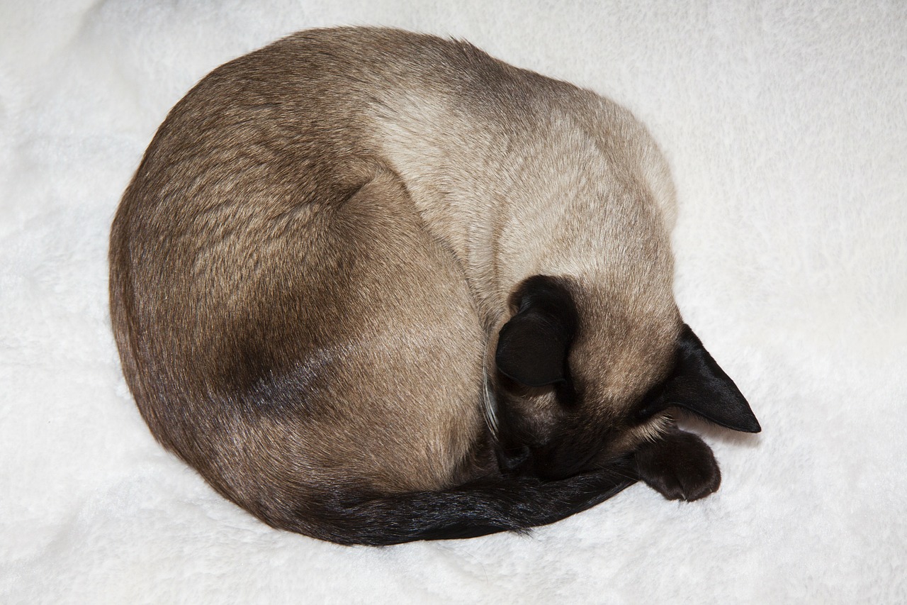 siamese cat thai siam cat free photo