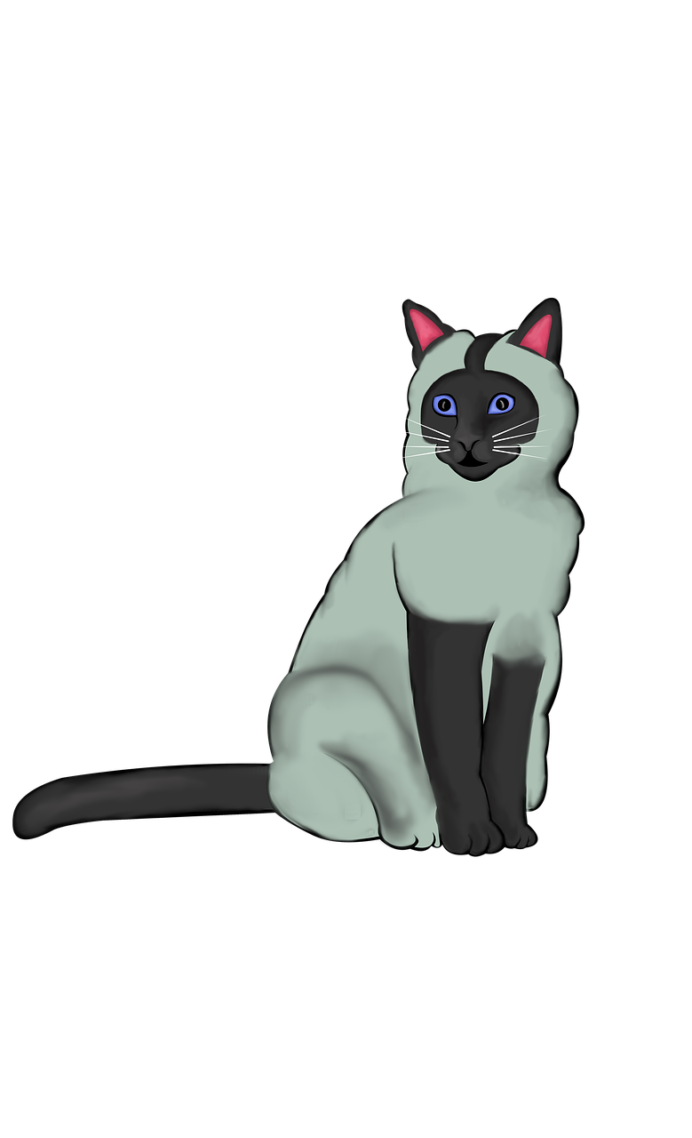 siamese cat animal cat free photo