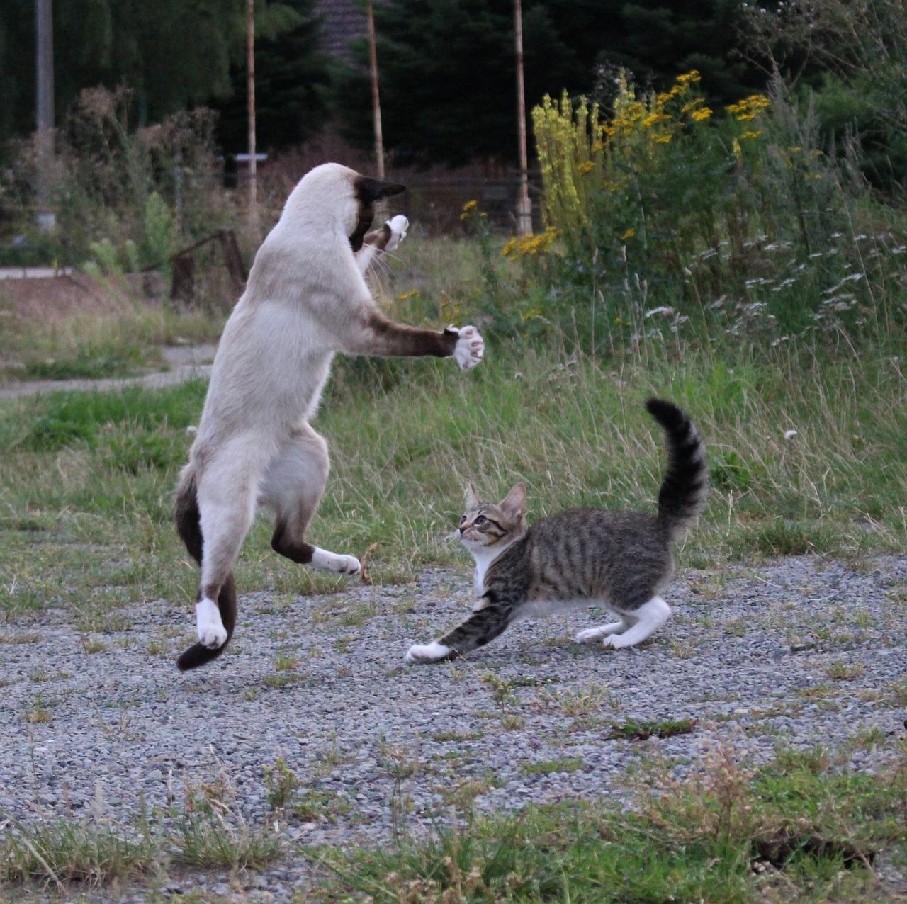 siamese cat cat playful free photo