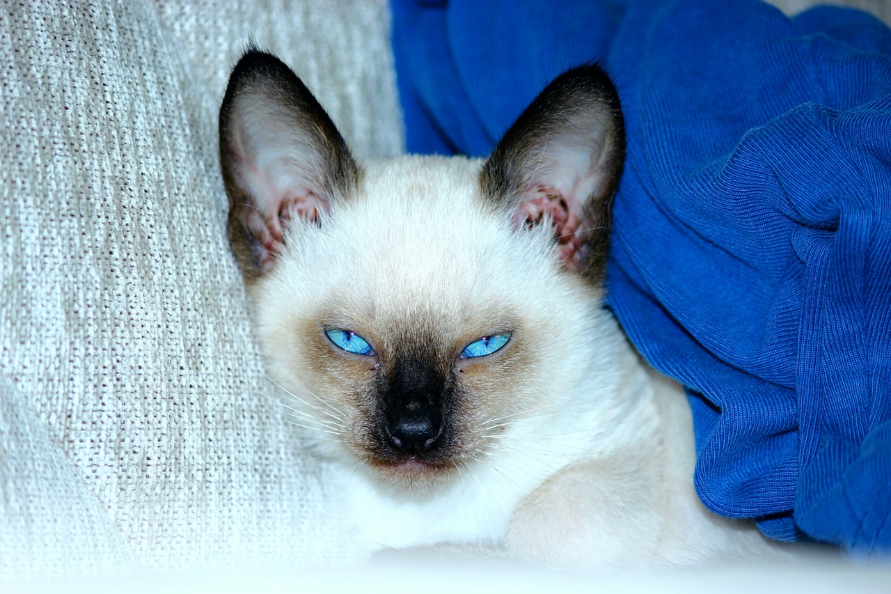 siamese cats blue eyed scowl free photo