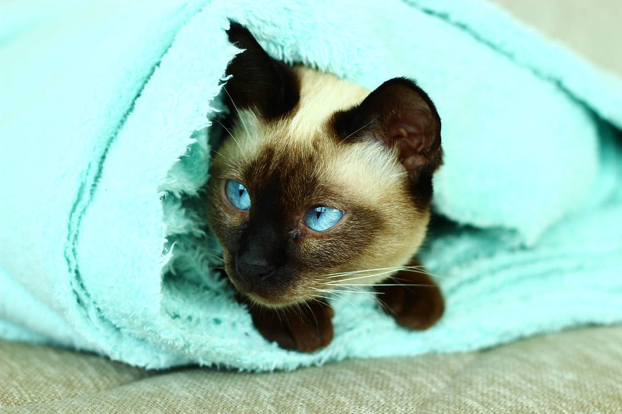 siamese cats cat turquoise free photo