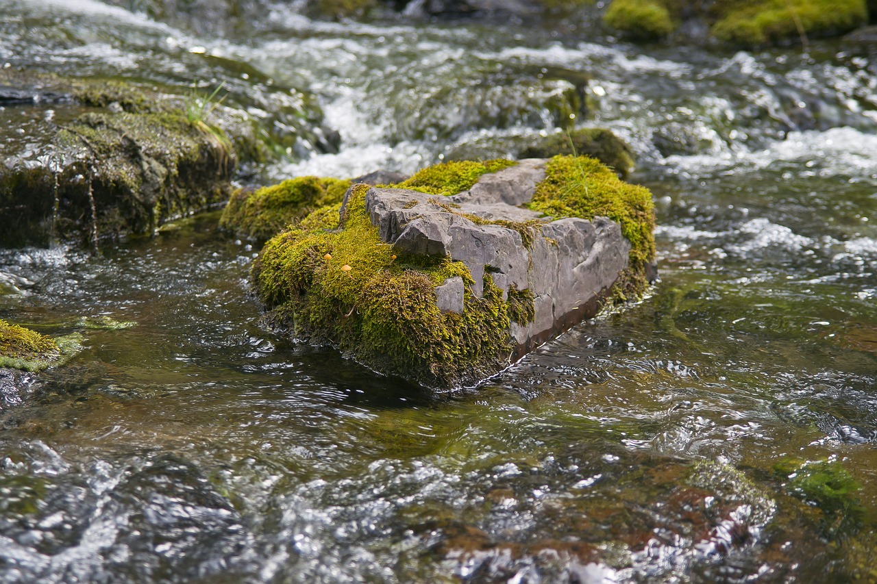 siberia altai river free photo