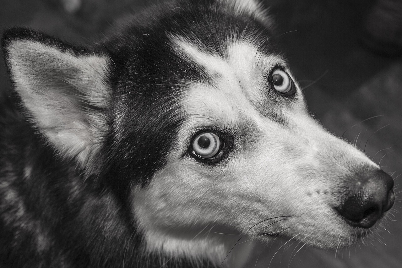 siberian siberianhusky blackandwhite free photo