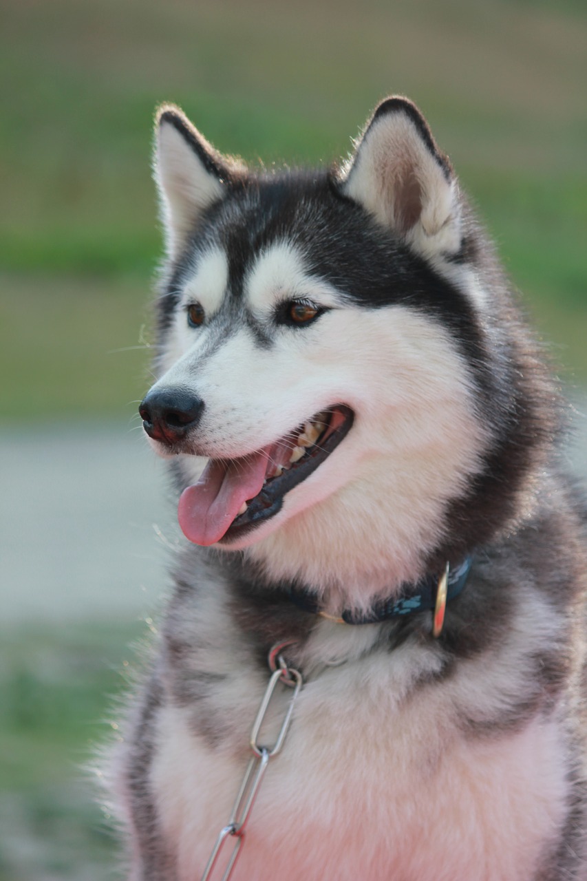 siberian husky nature free photo