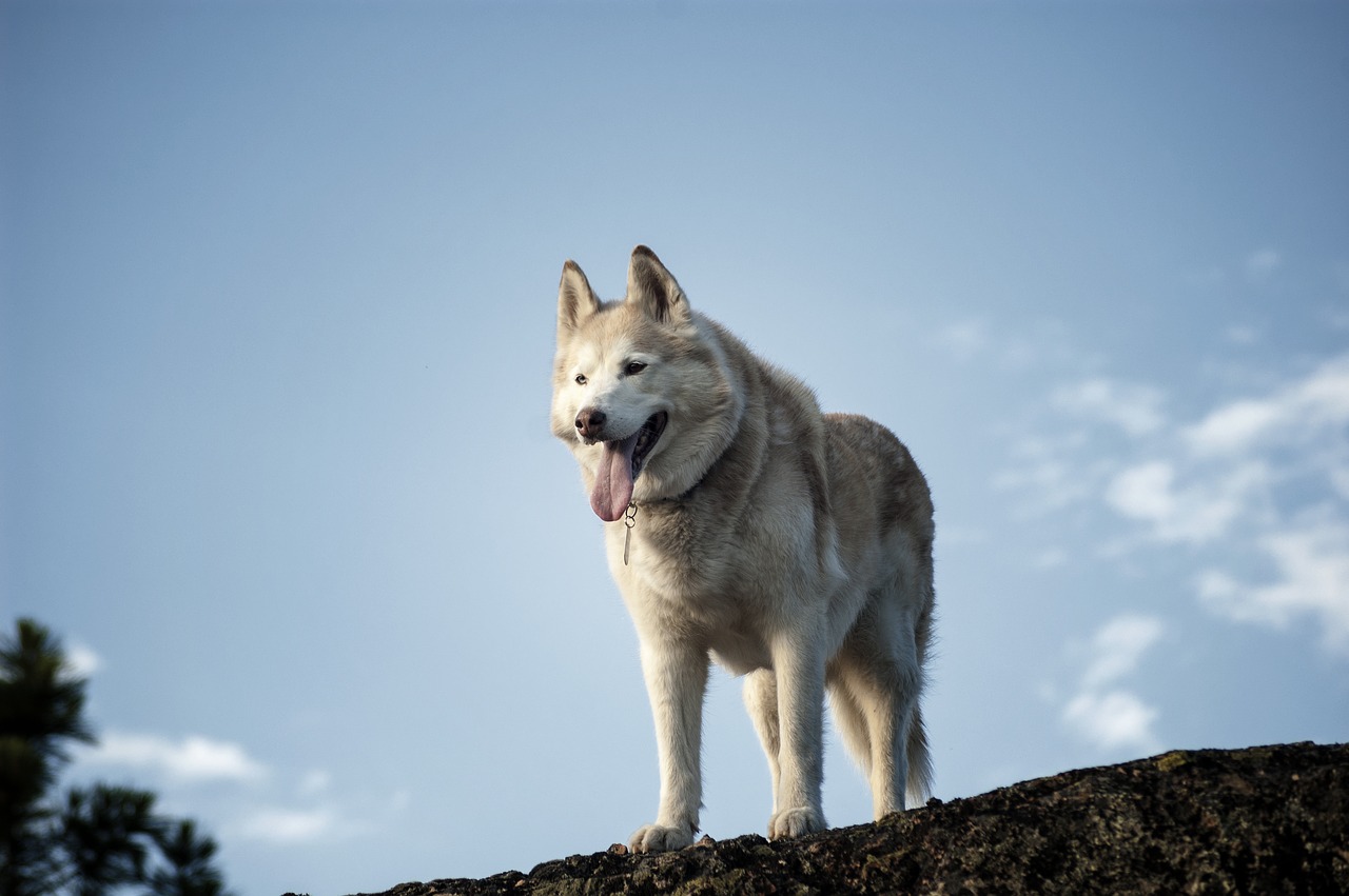 siberian husky dog free photo