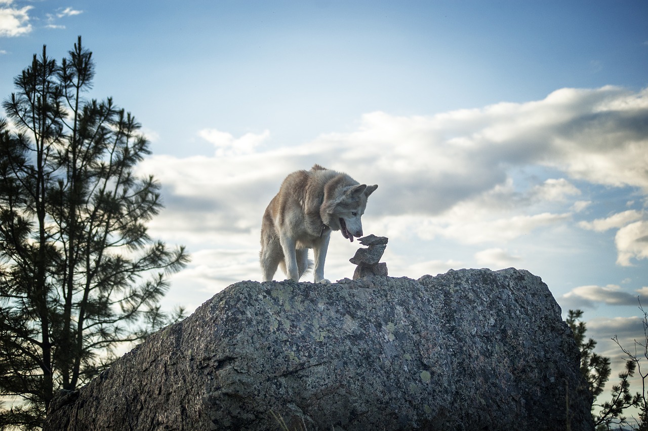 siberian husky dog free photo