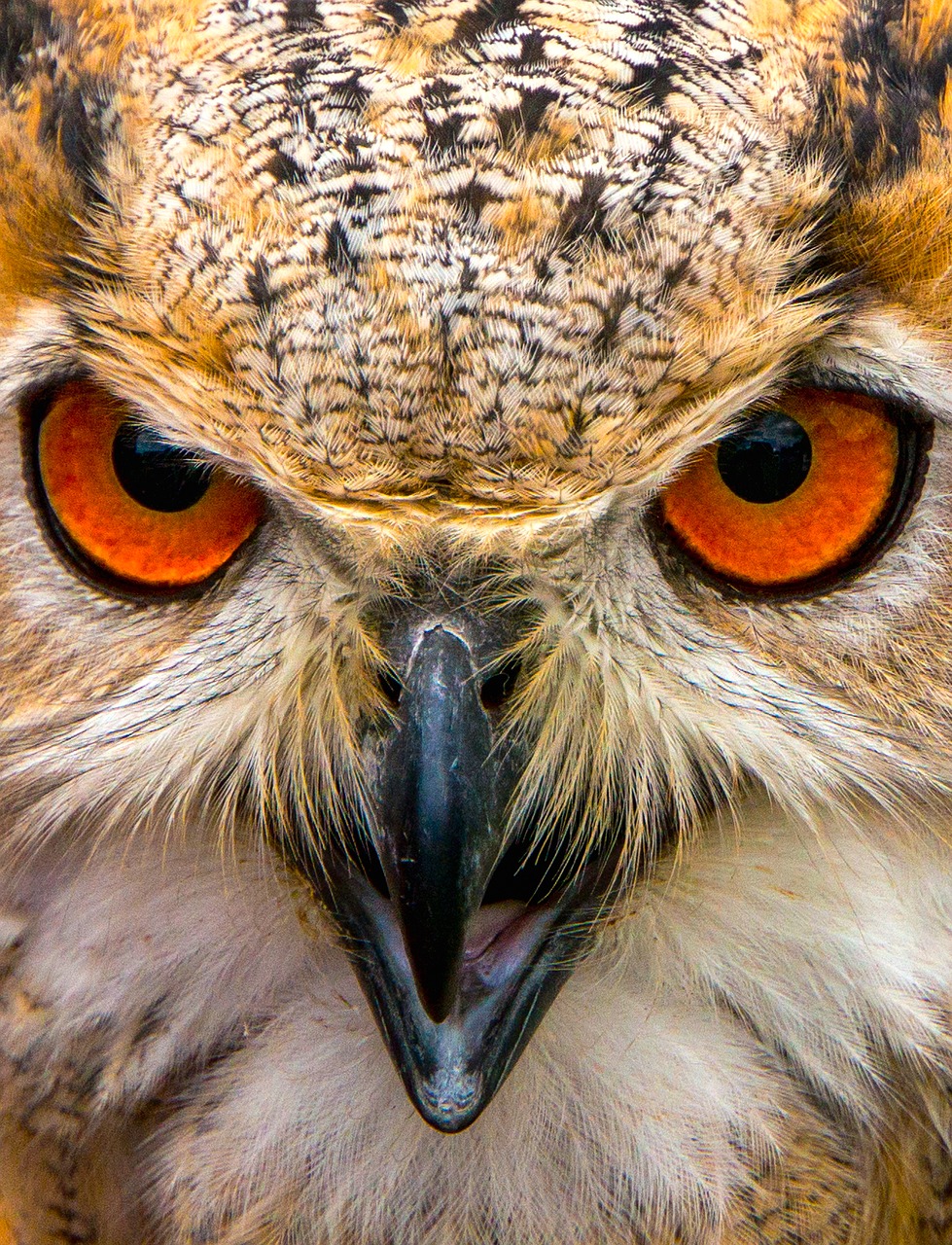 siberian  eagle  owl free photo