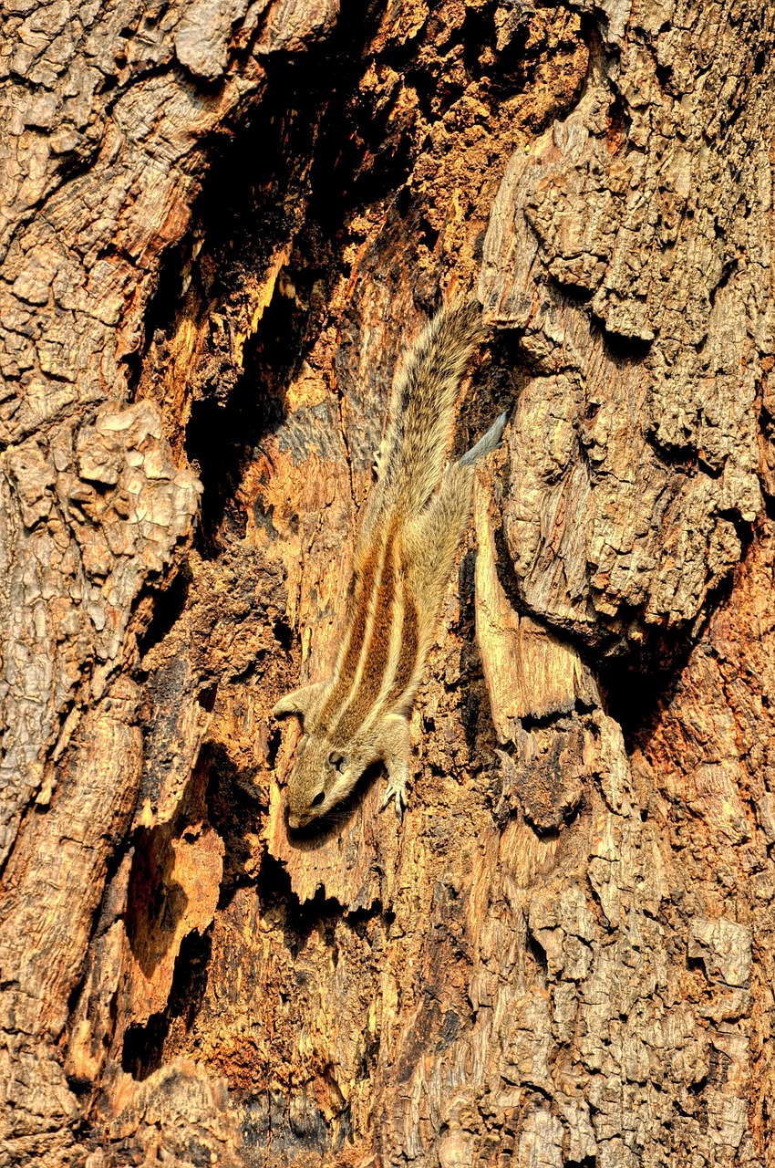 siberian chipmunk animal pet free photo