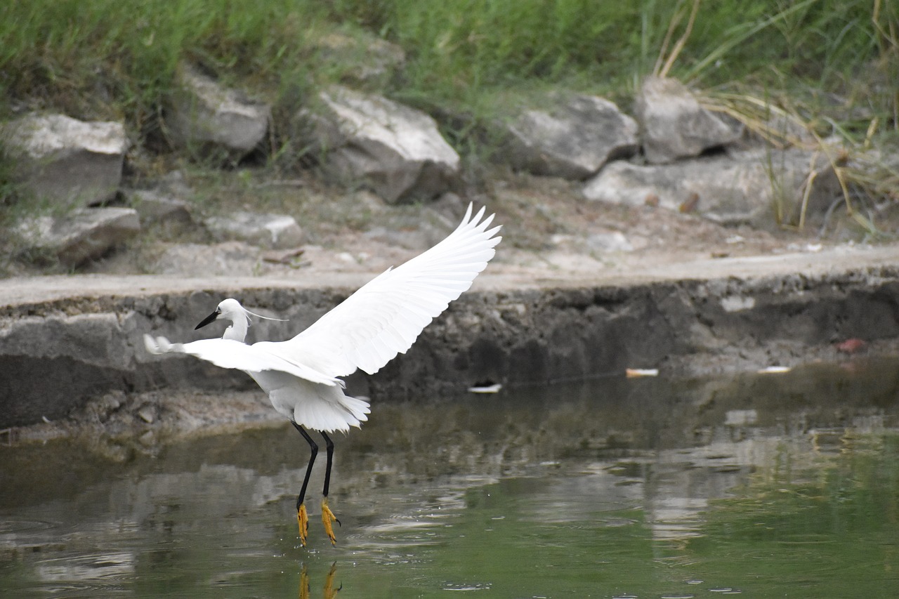 Siberian crane,pond,white wings,free pictures, free photos - free image ...