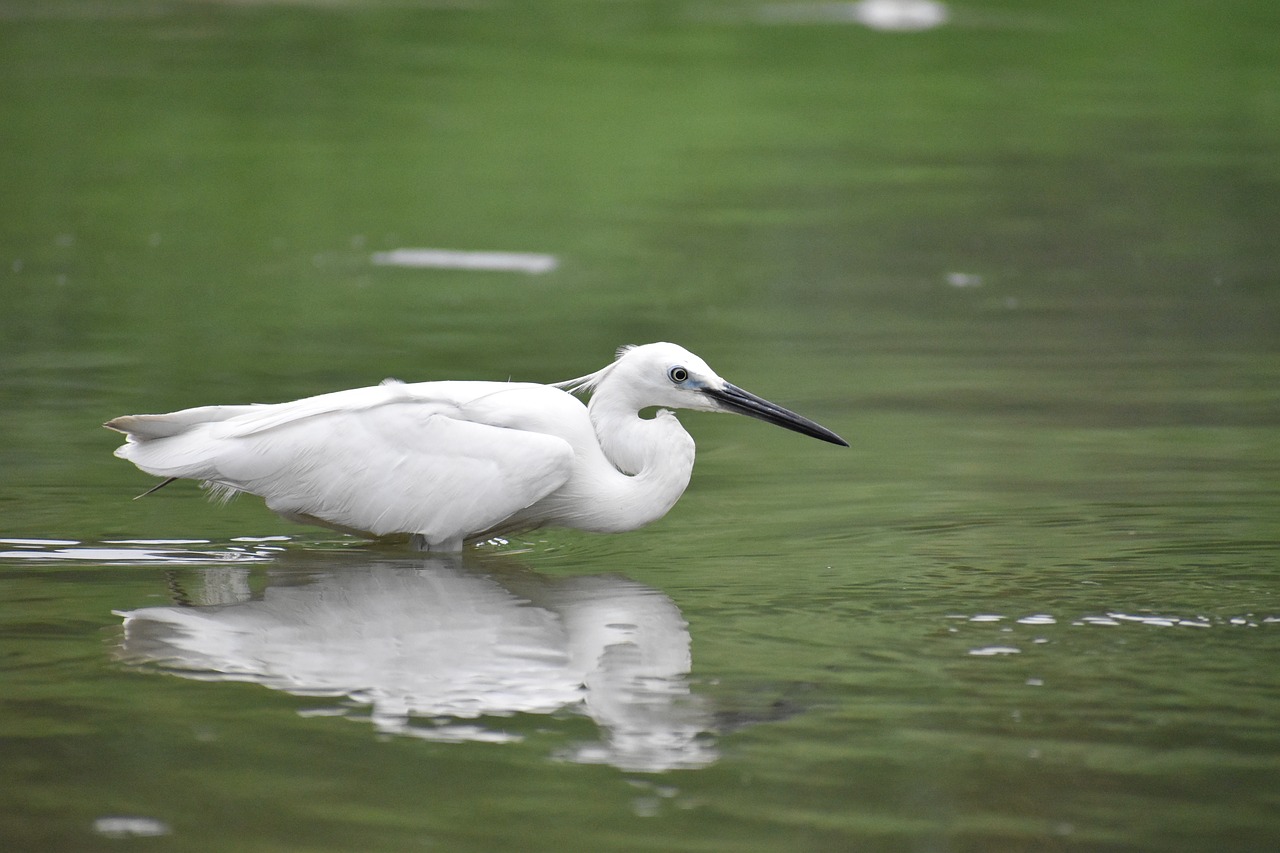 siberian crane reflection white bird free photo