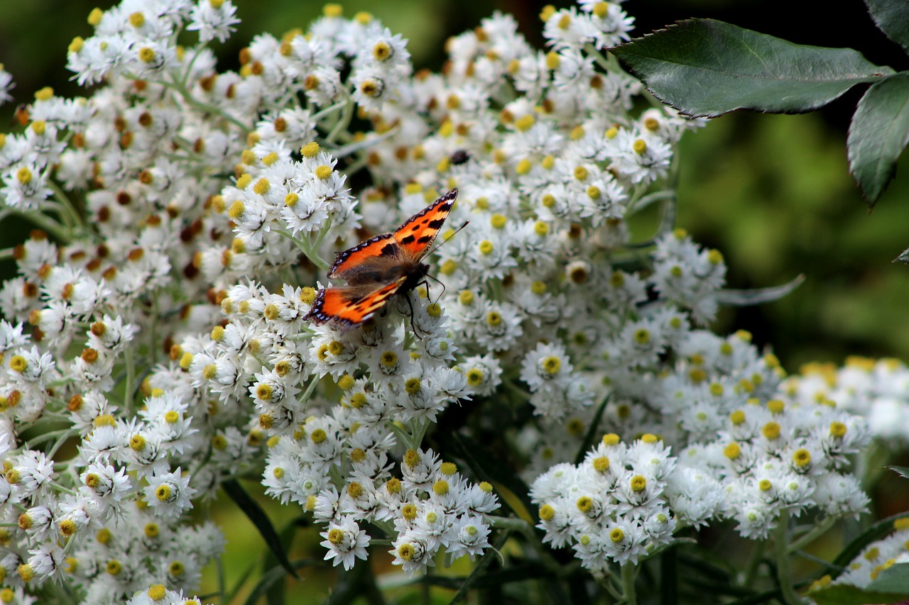 siberian edelweiss  anaphalis triplinervis  white free photo