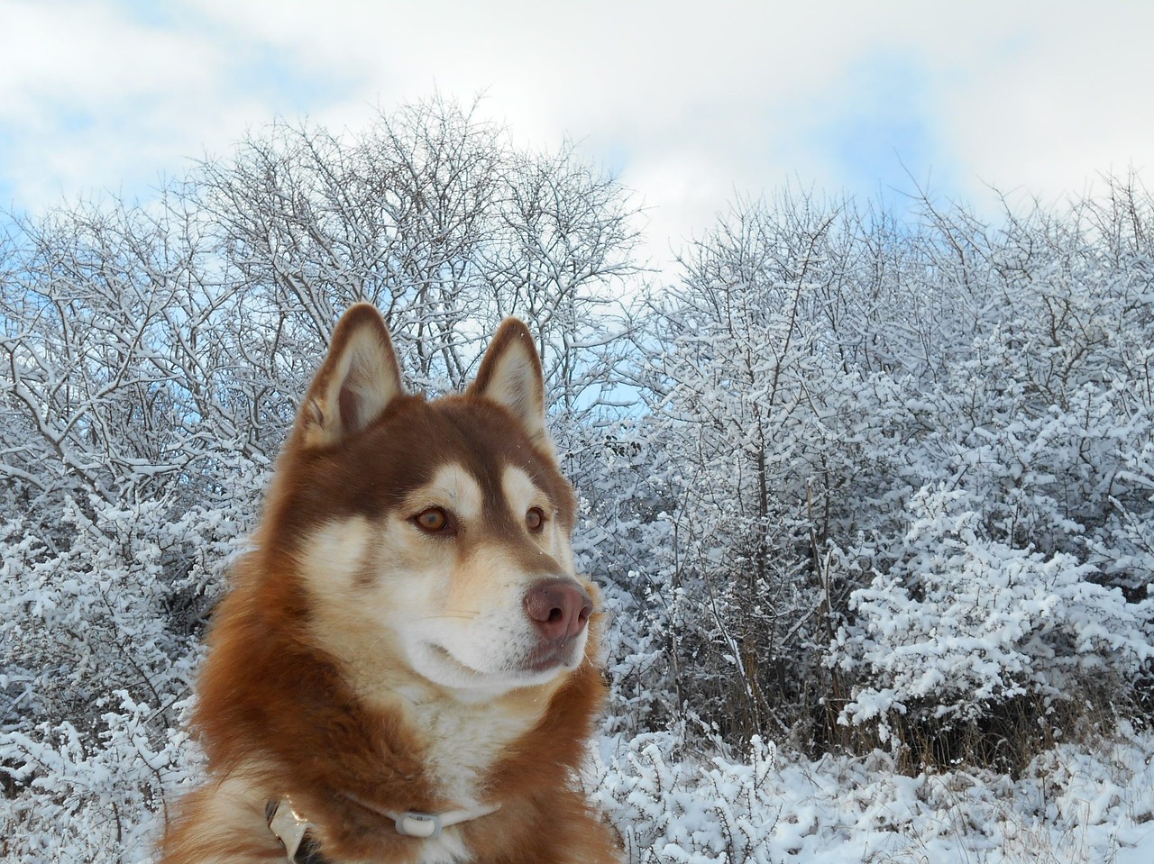 siberian husky dog pet free photo