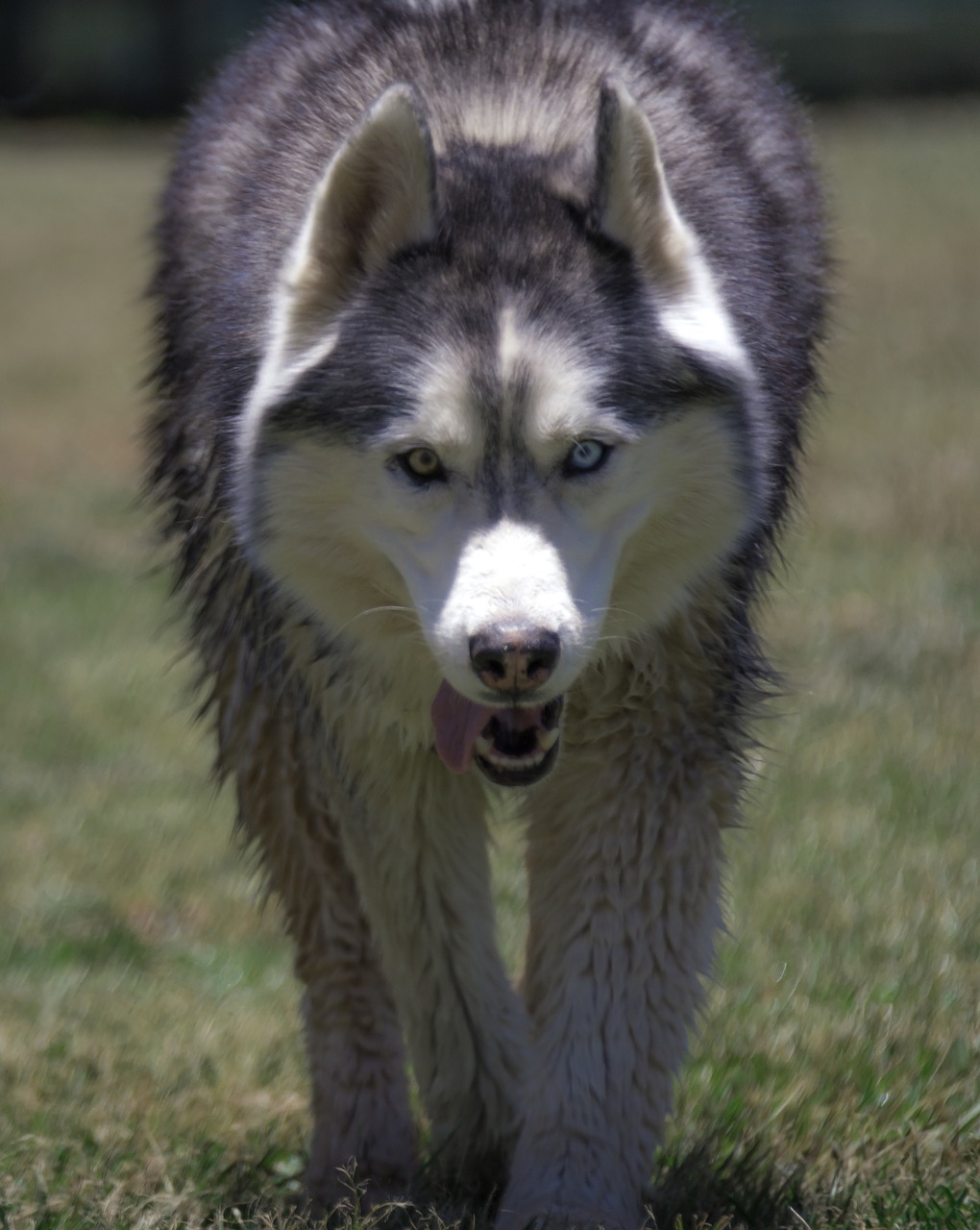 siberian husky husky dog free photo