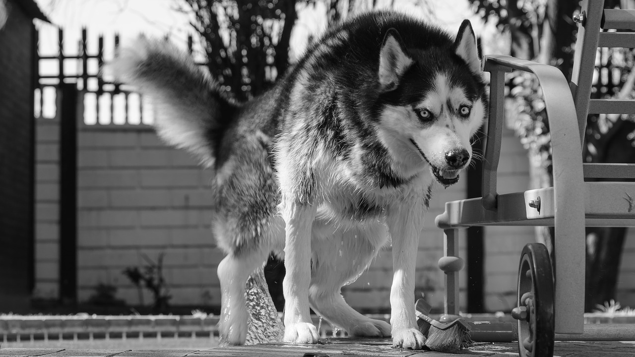 siberian husky husky dog free photo