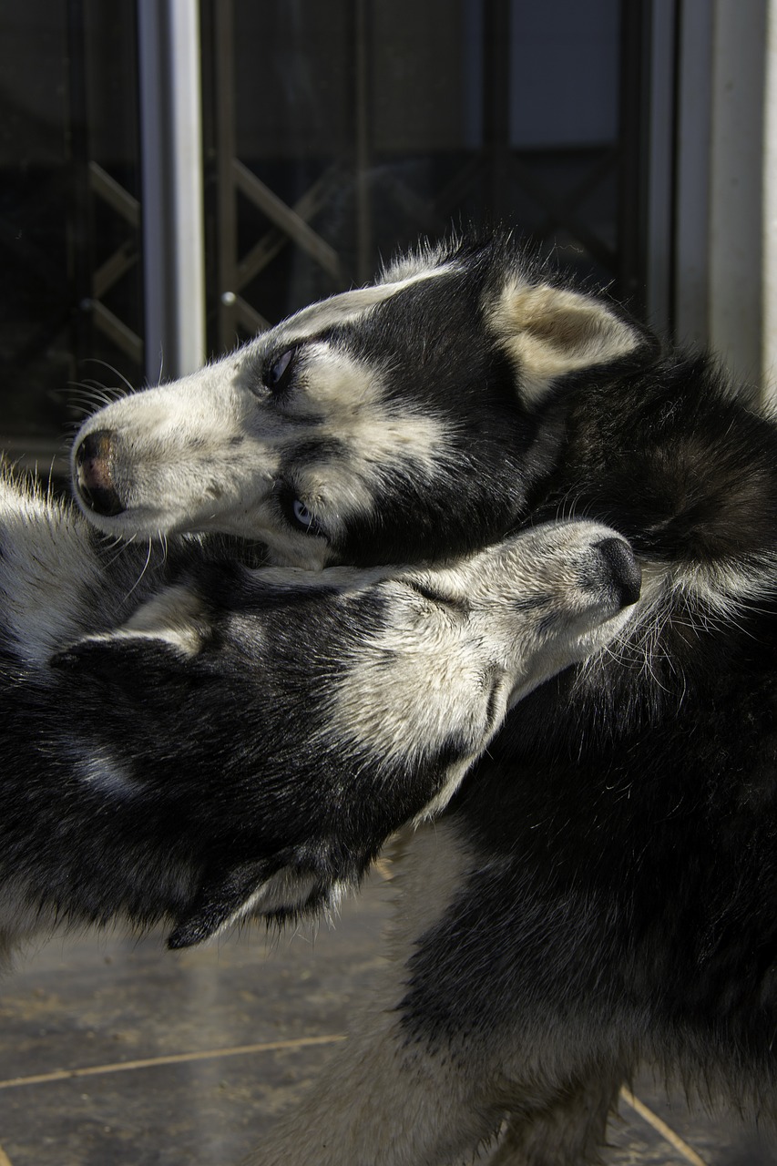 siberian husky husky dog free photo