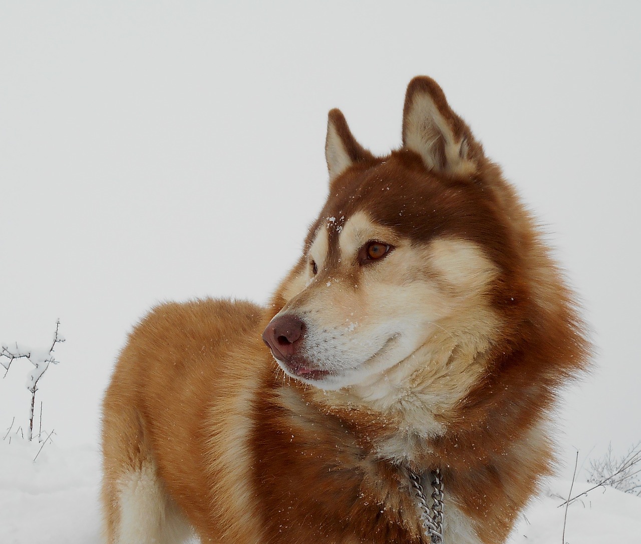 siberian husky dog pet free photo