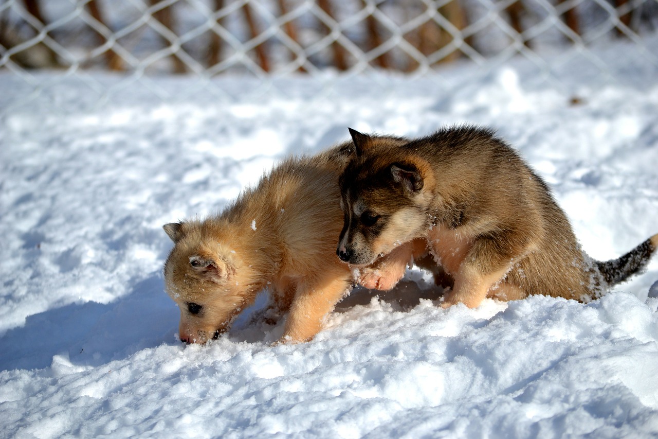 siberian husky puppies dog free photo