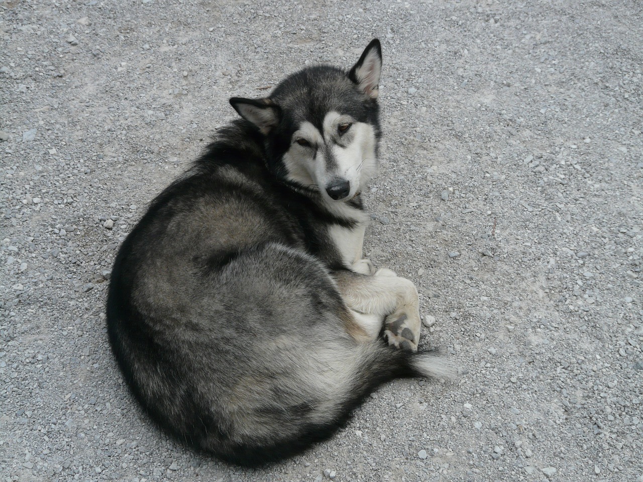siberian husky husky dog free photo