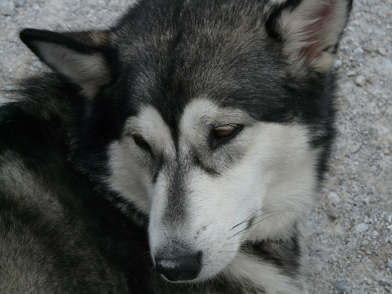 siberian husky husky dog free photo
