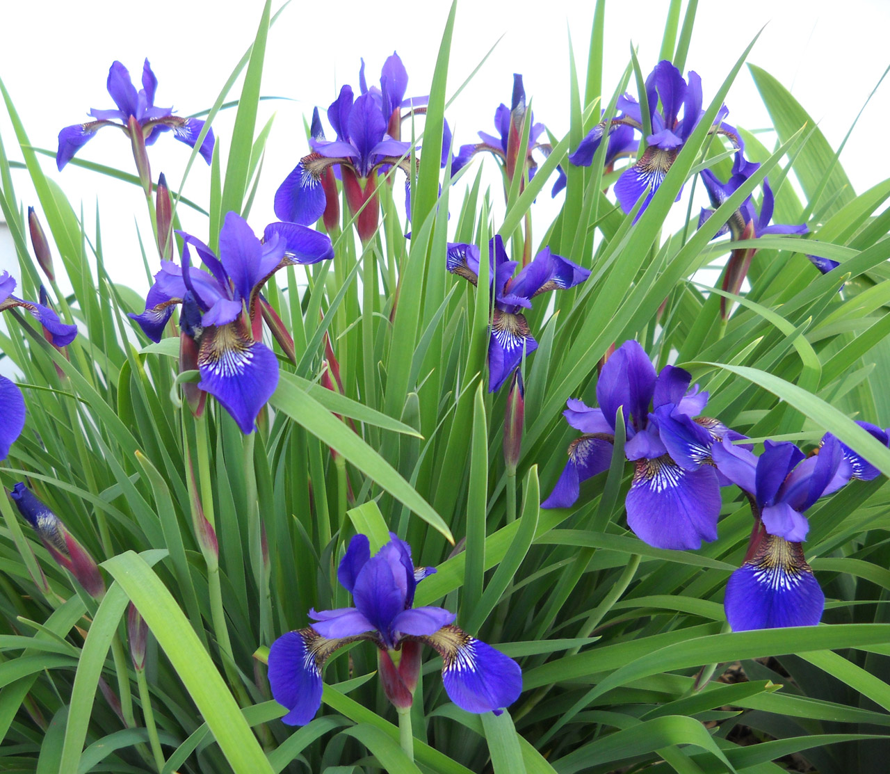 siberian iris flowers free photo