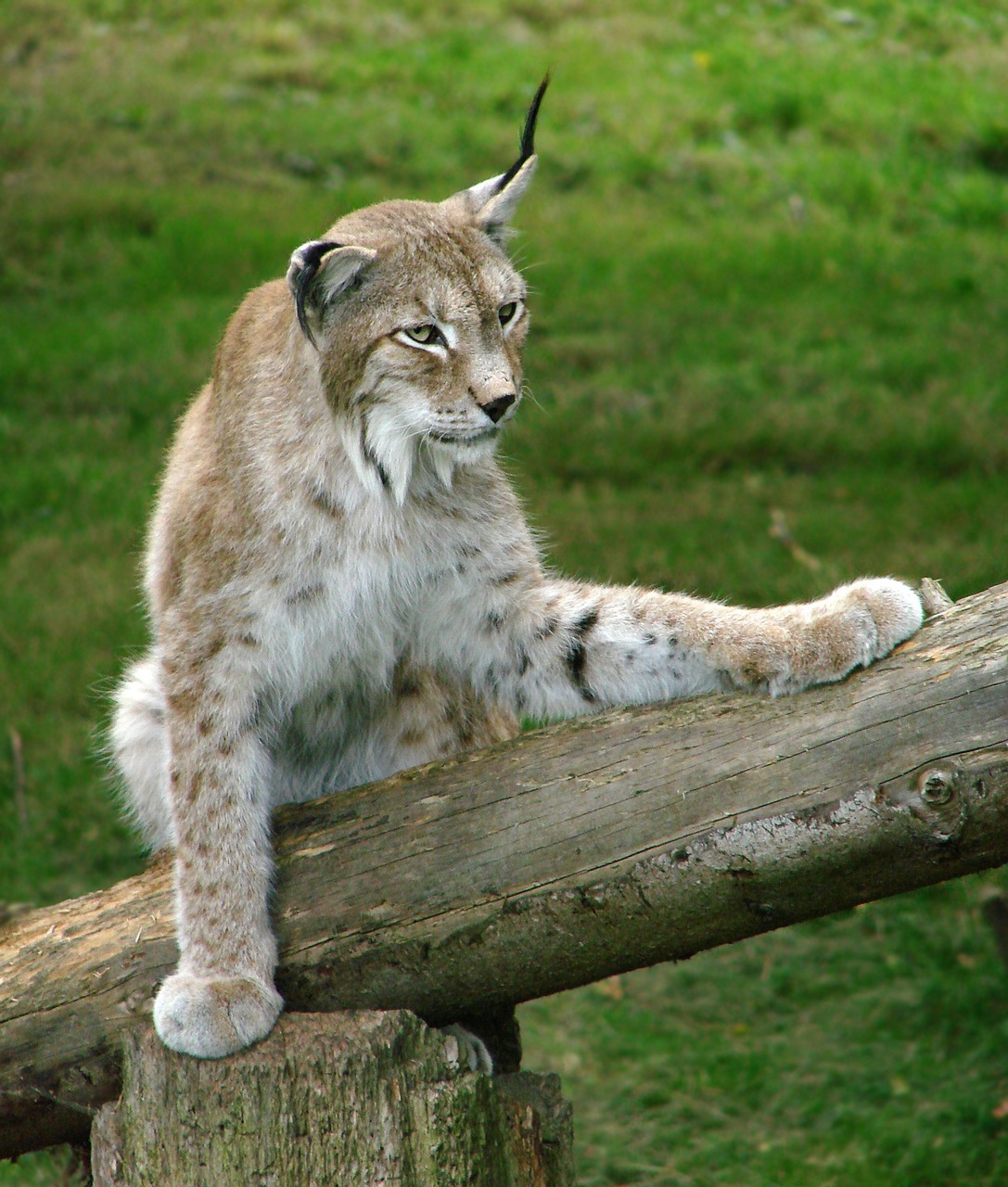 siberian lynx big cat wildlife free photo