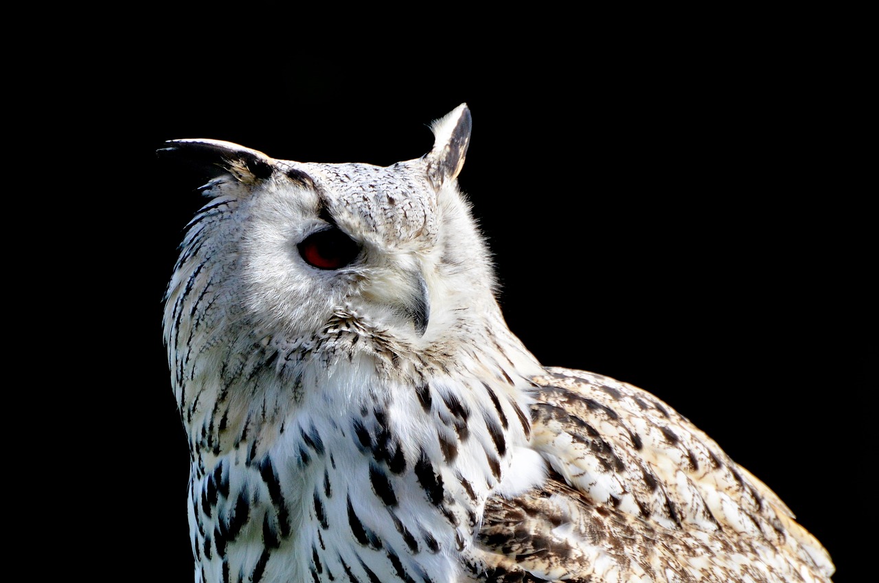 siberian owl owl eagle owl free photo