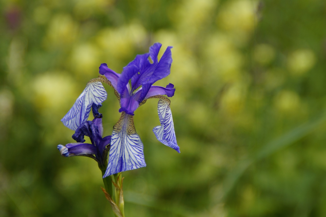 siberian schwertlilie lily iris free photo