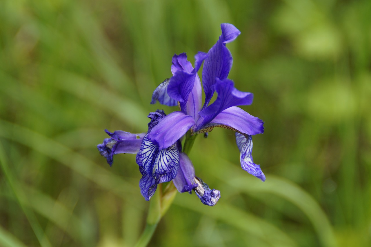 siberian schwertlilie iris blue free photo