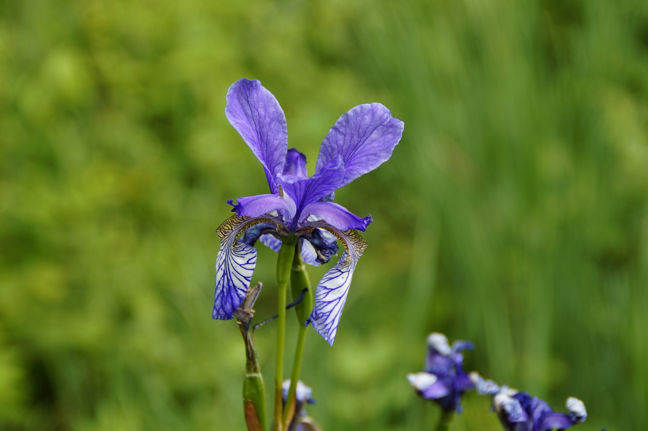 siberian schwertlilie iris blue free photo