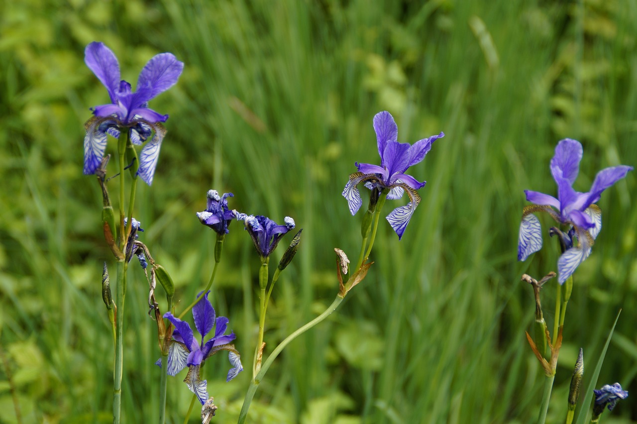 siberian schwertlilie iris blue free photo