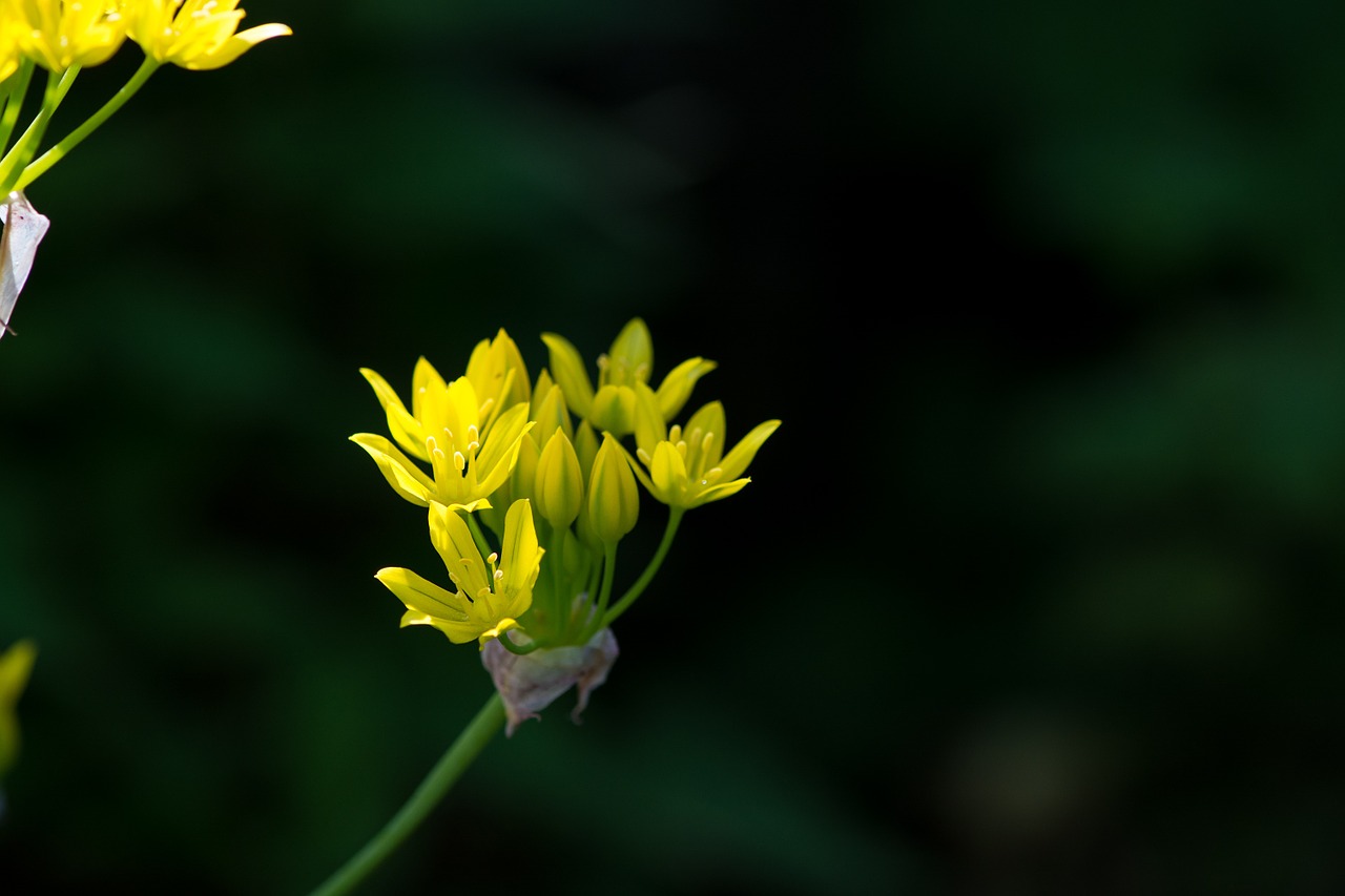 siberian stonecrop upholstery - stonecrop flower free photo