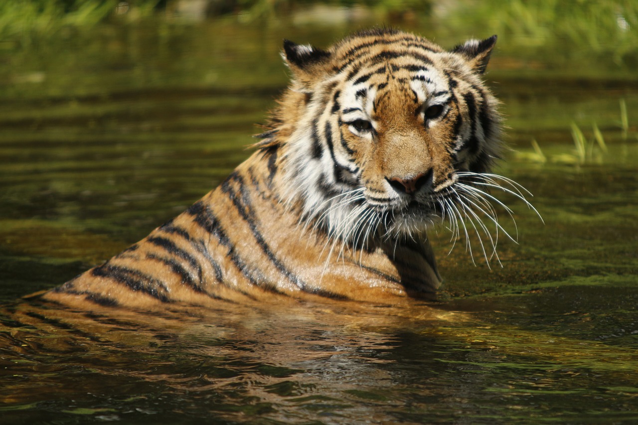 siberian tiger water swim free photo