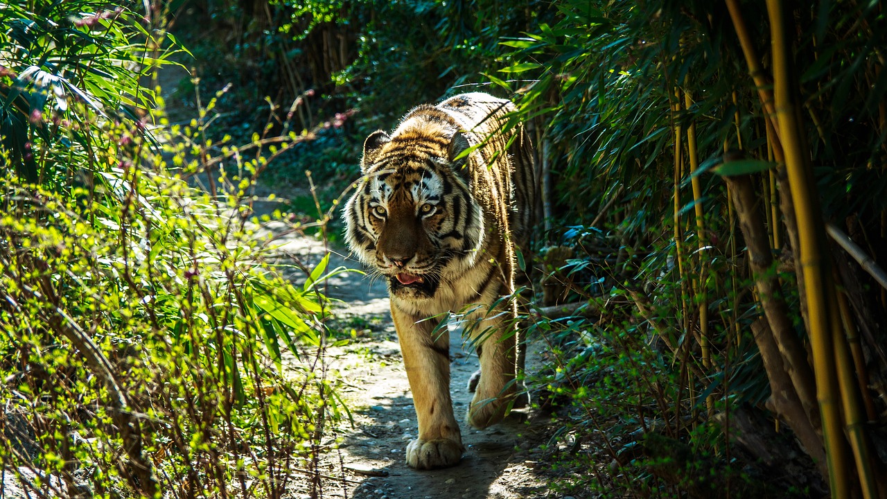 siberian tiger  wildcat  jungle free photo