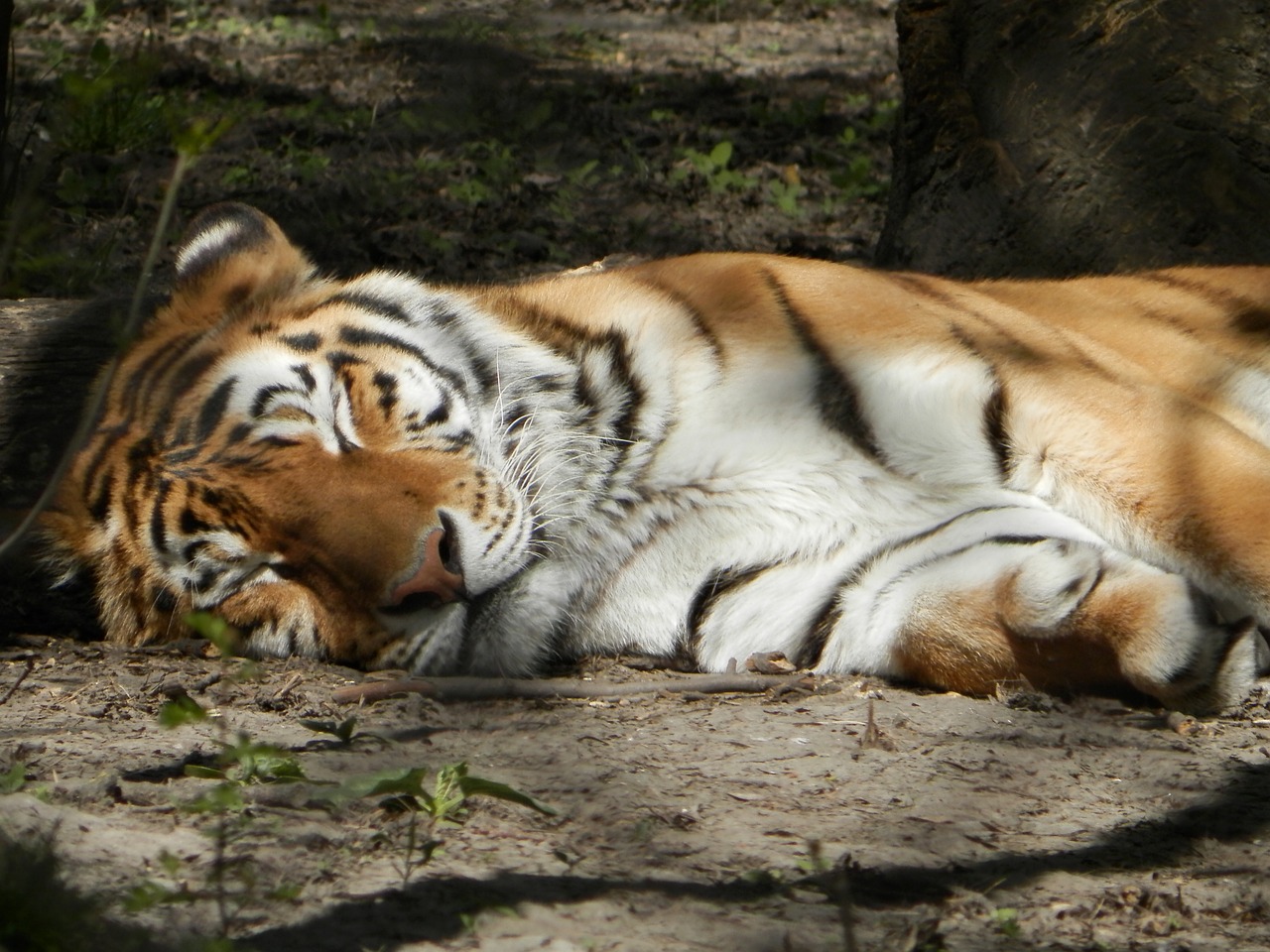 siberian tiger tiger zoo free photo
