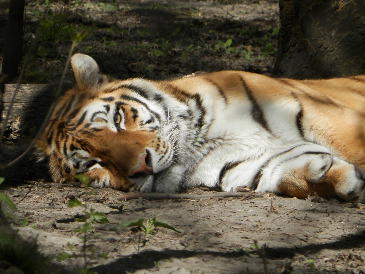 siberian tiger tiger zoo free photo