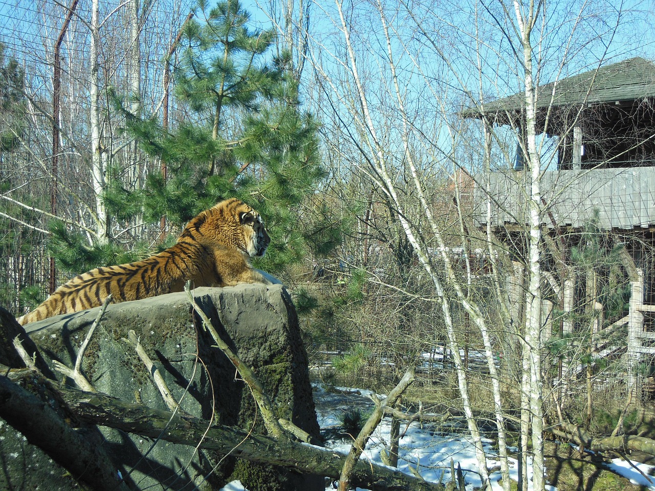 siberian tiger predator endangered animals free photo