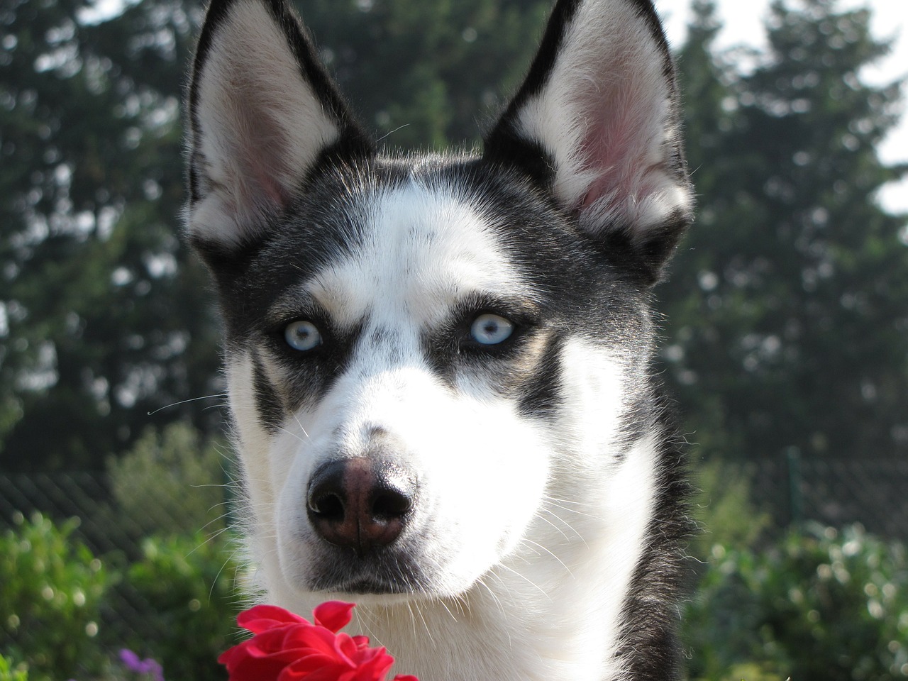 sibirian husky husky dog free photo