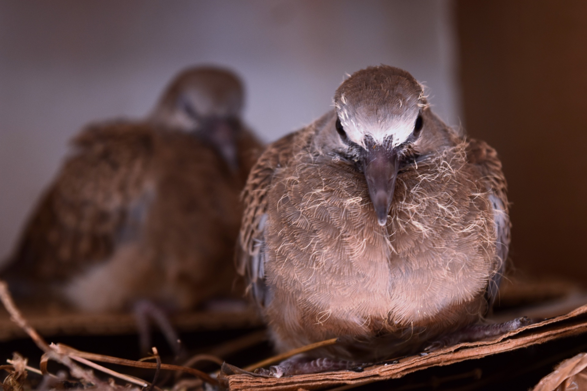 spotted,dove,baby,siblings,bird,nest,siblings,free pictures, free photos, free images, royalty free, free illustrations, public domain