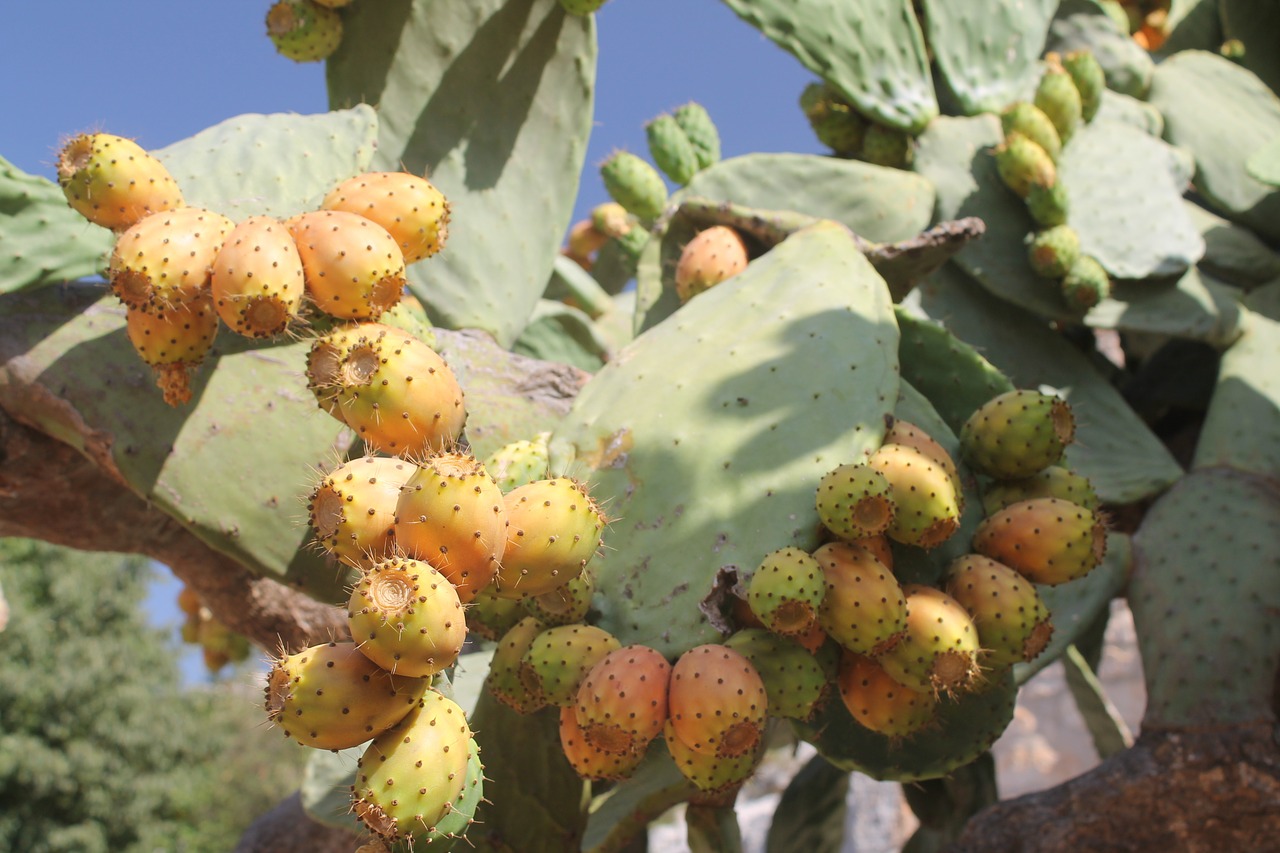 sicily plants italy free photo