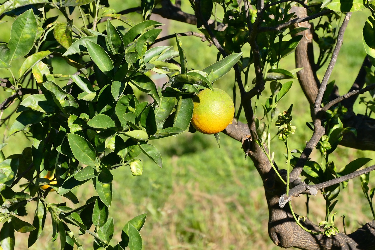 sicily lemon fruit free photo