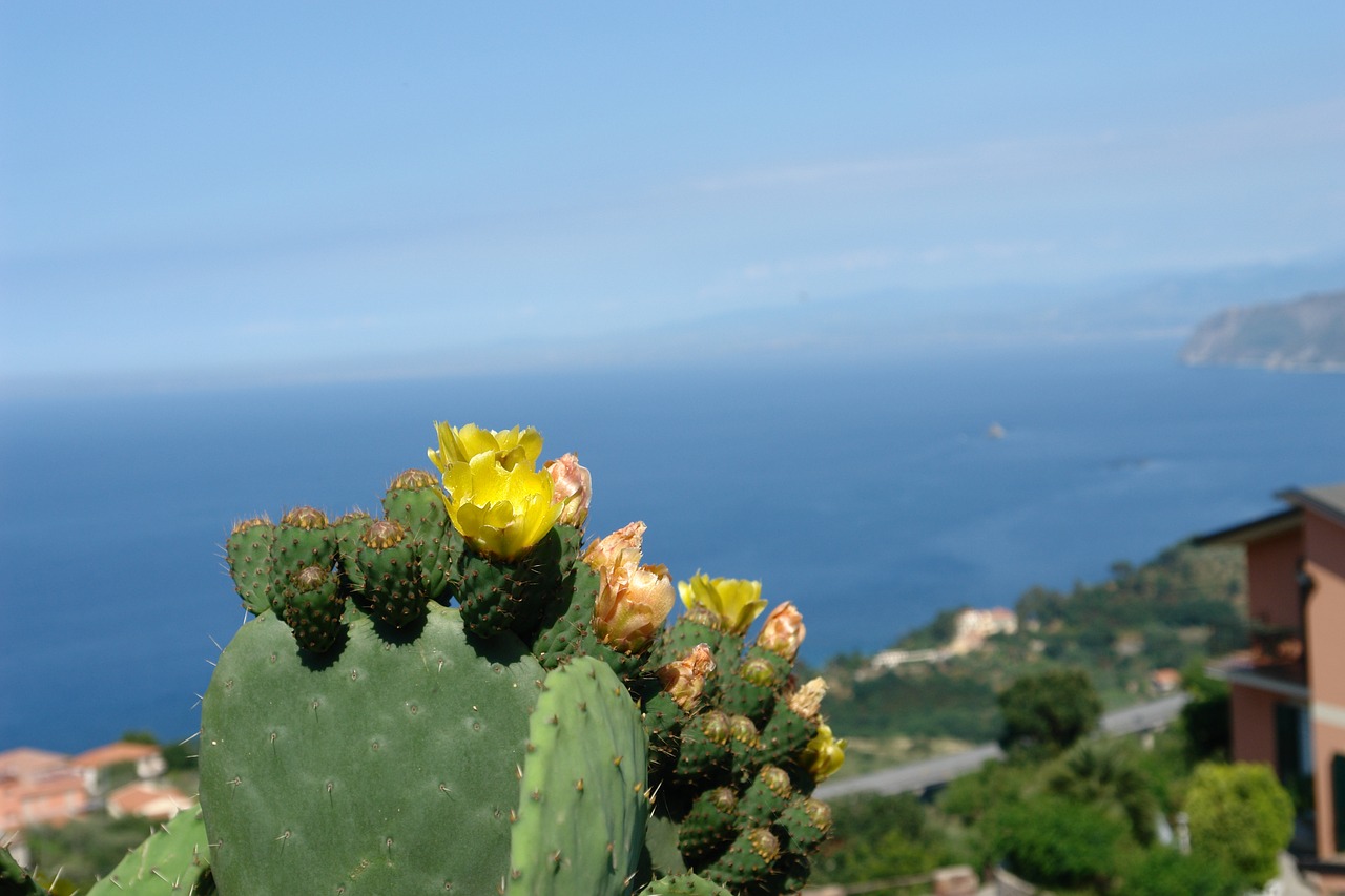 sicily mediterranean sea cactus flower free photo