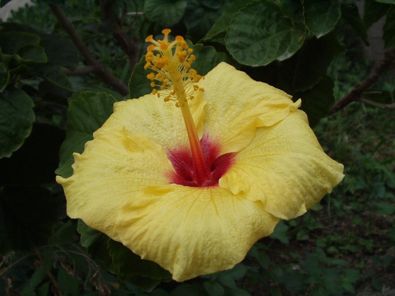sicily flower yellow free photo