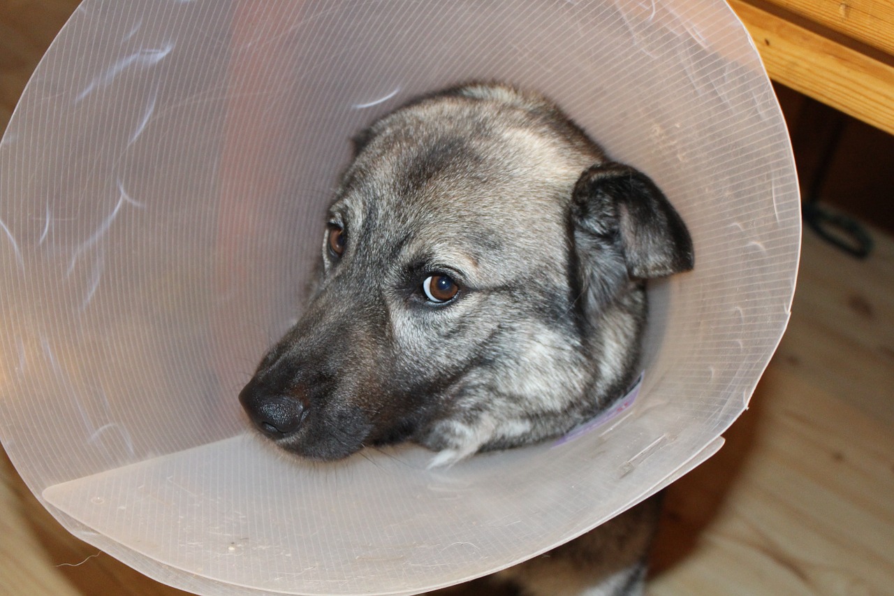 sick dog elkhound funnel free photo