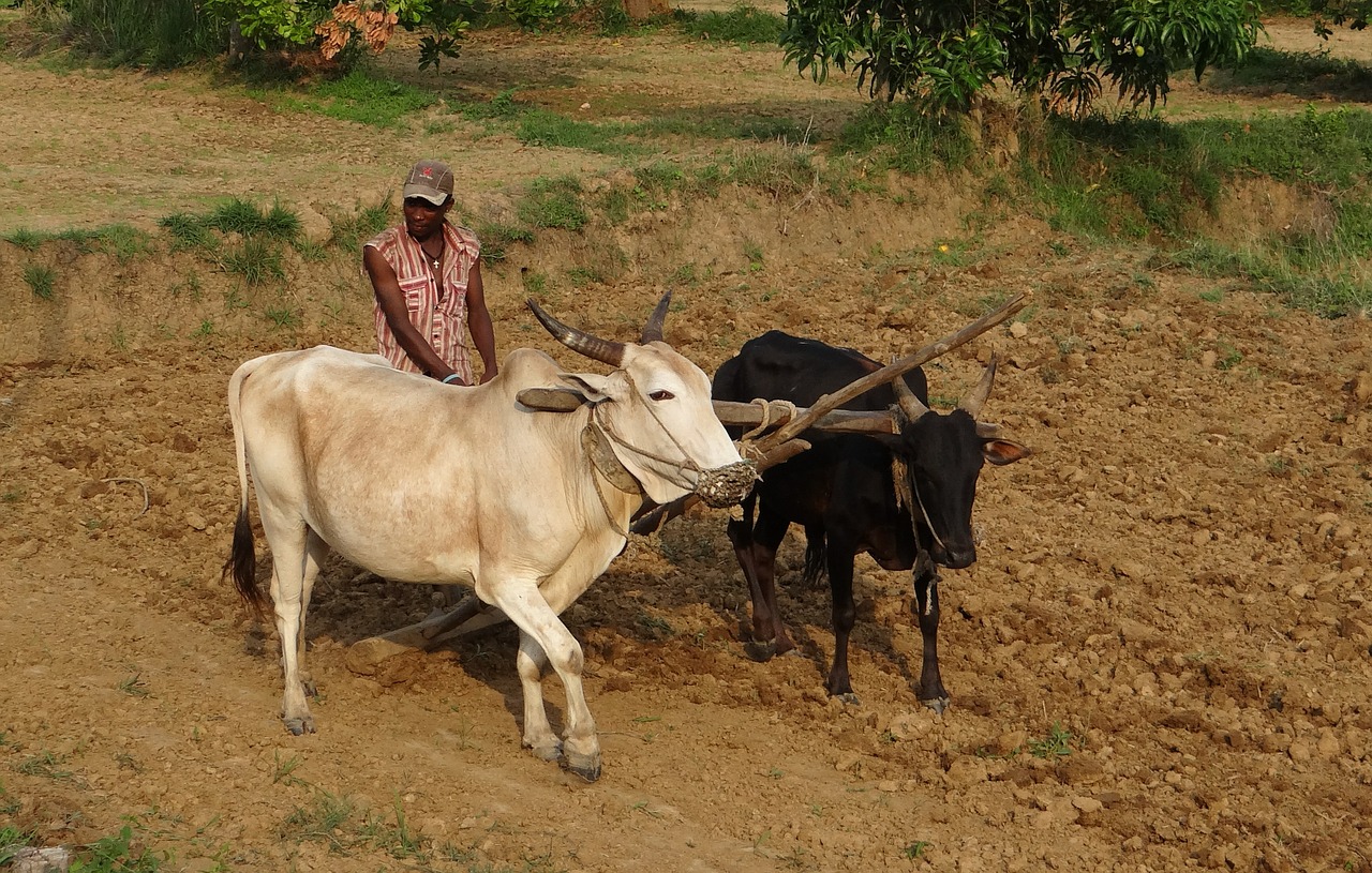 siddi tribe farmer free photo