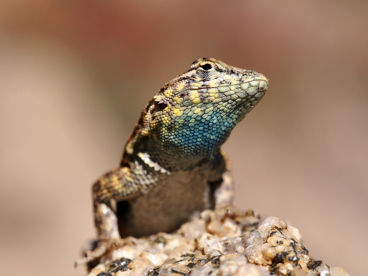 side blotched lizard head macro free photo