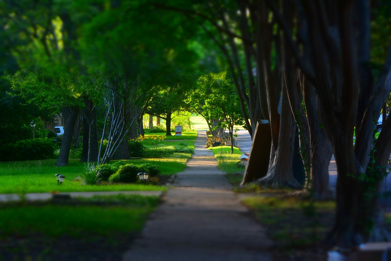 sidewalk  trees  miniature free photo