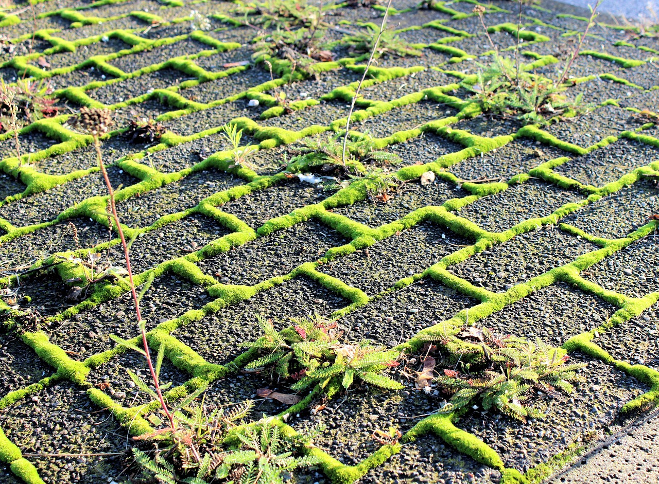 sidewalk pavement overgrown free photo