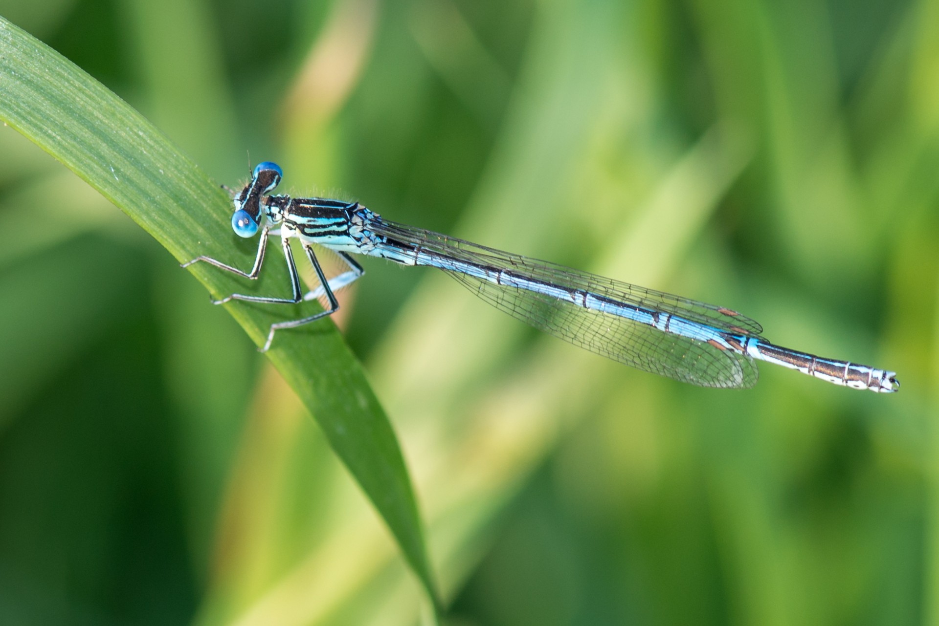 dragonfly fly wings free photo