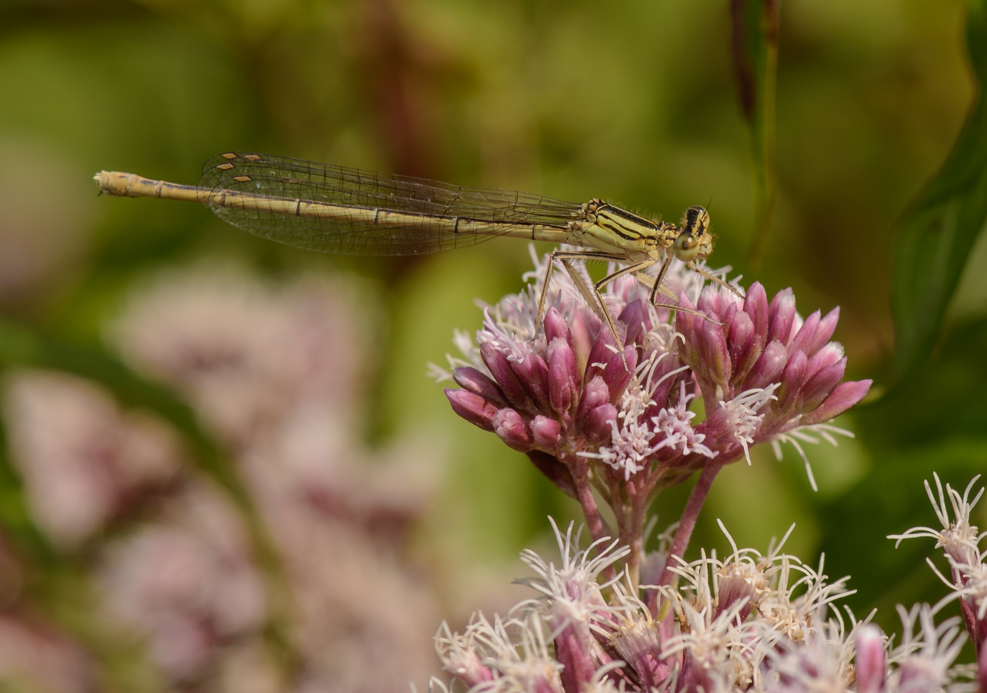 dragonfly flower nature free photo