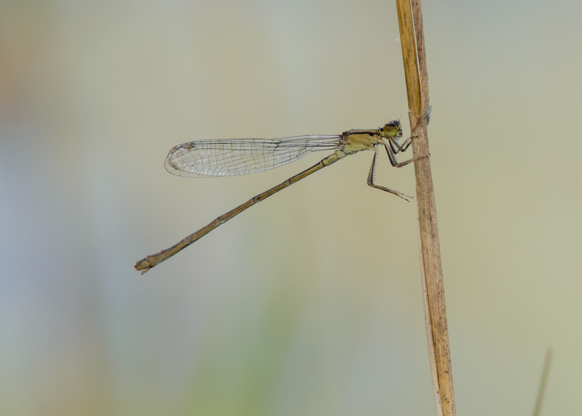 dragonfly flower nature free photo